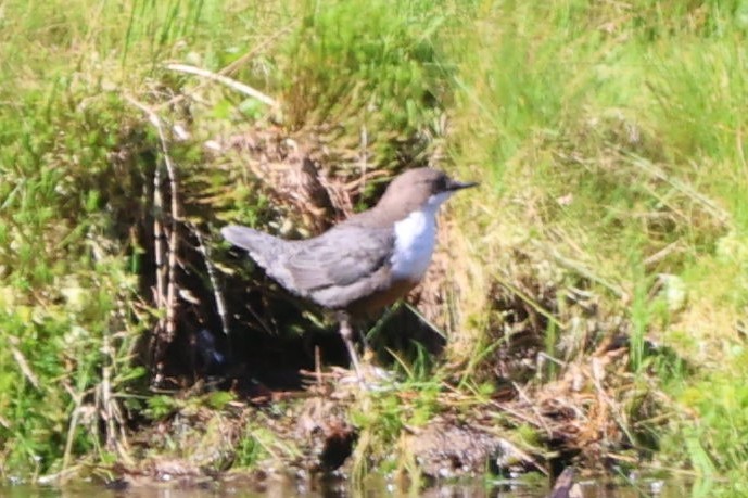 White-throated Dipper - ML640174456