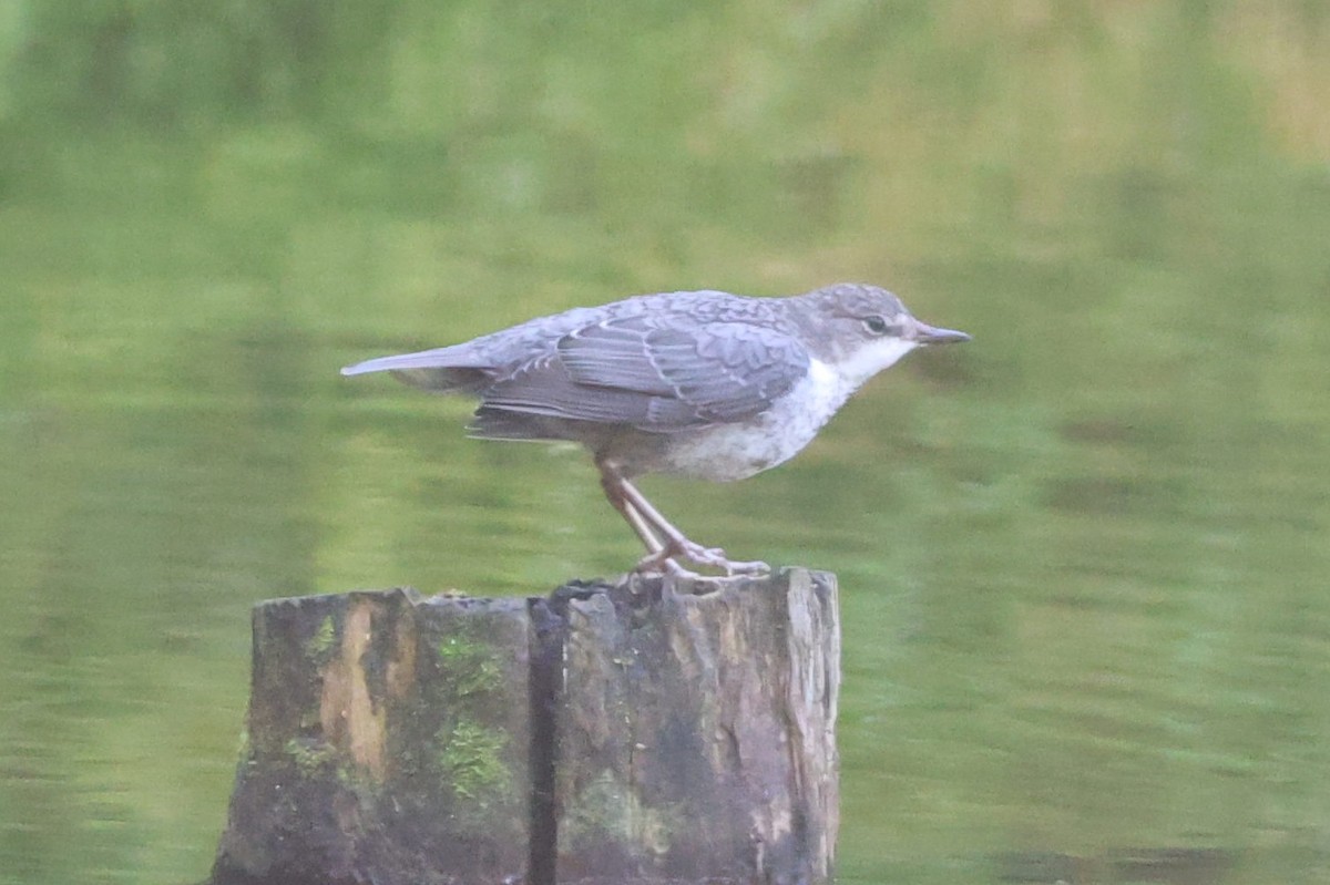 White-throated Dipper - ML640174457