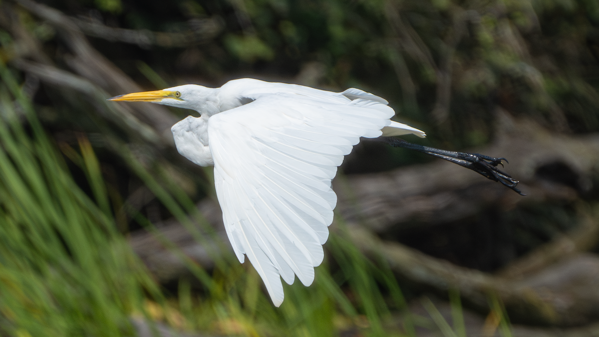 Great Egret - ML640174463