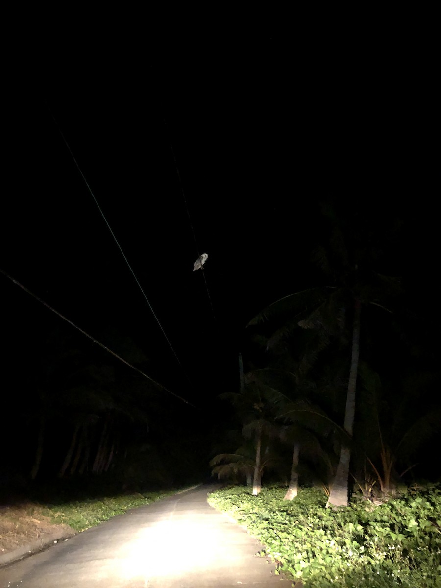 Eastern Barn Owl - ML640174469