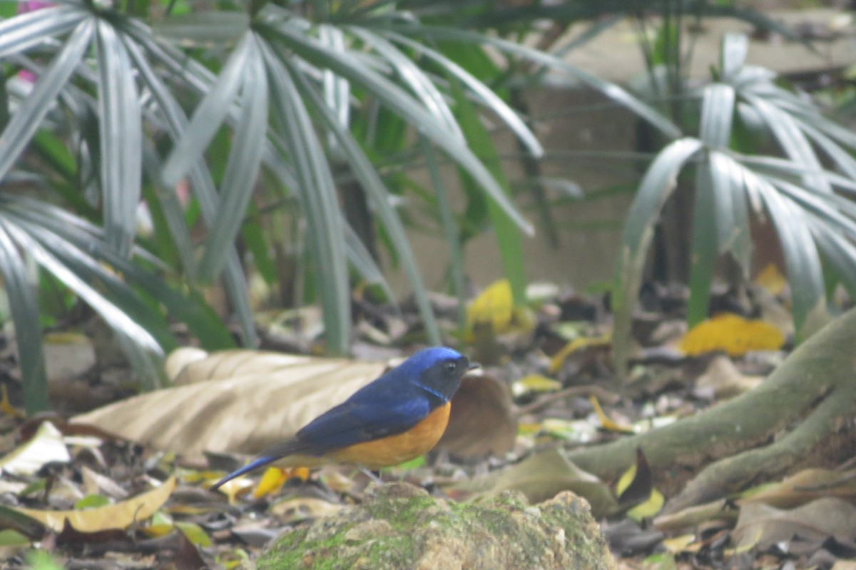 Davidblauschnäpper - ML640174510