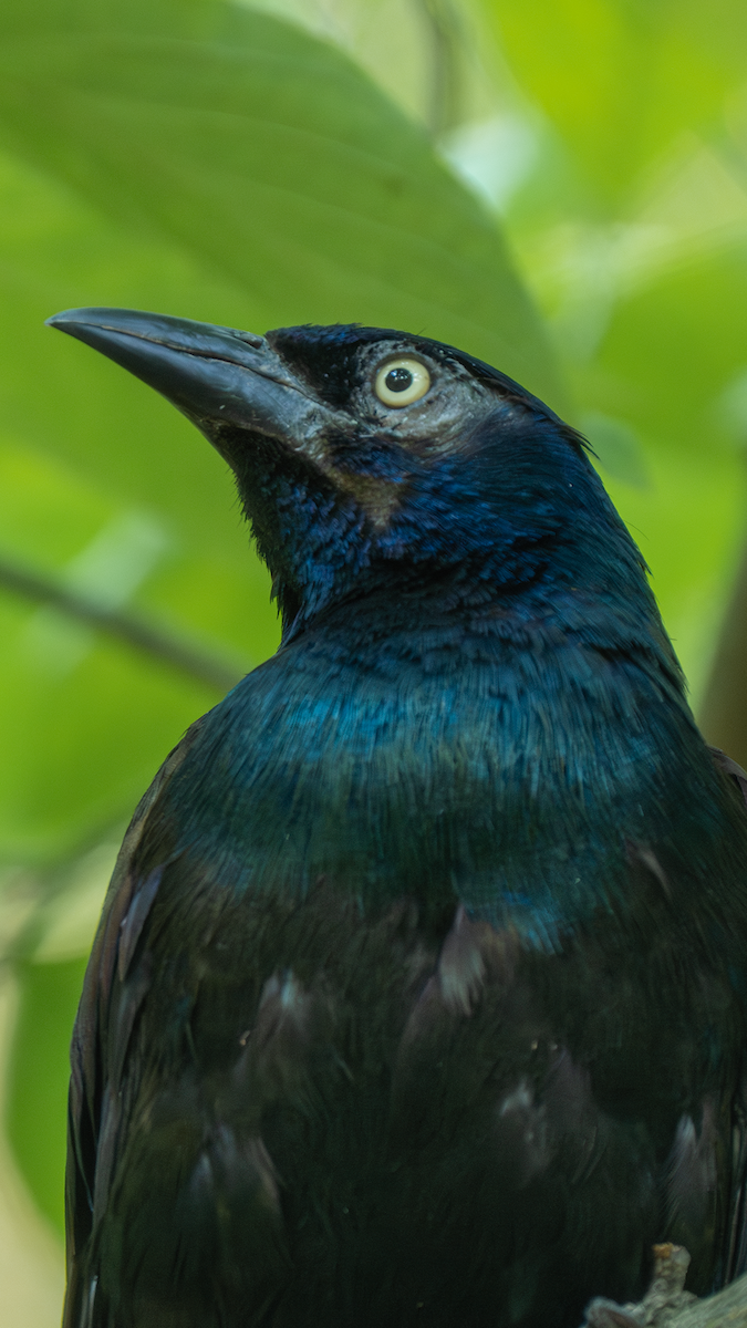 Common Grackle - ML640174529