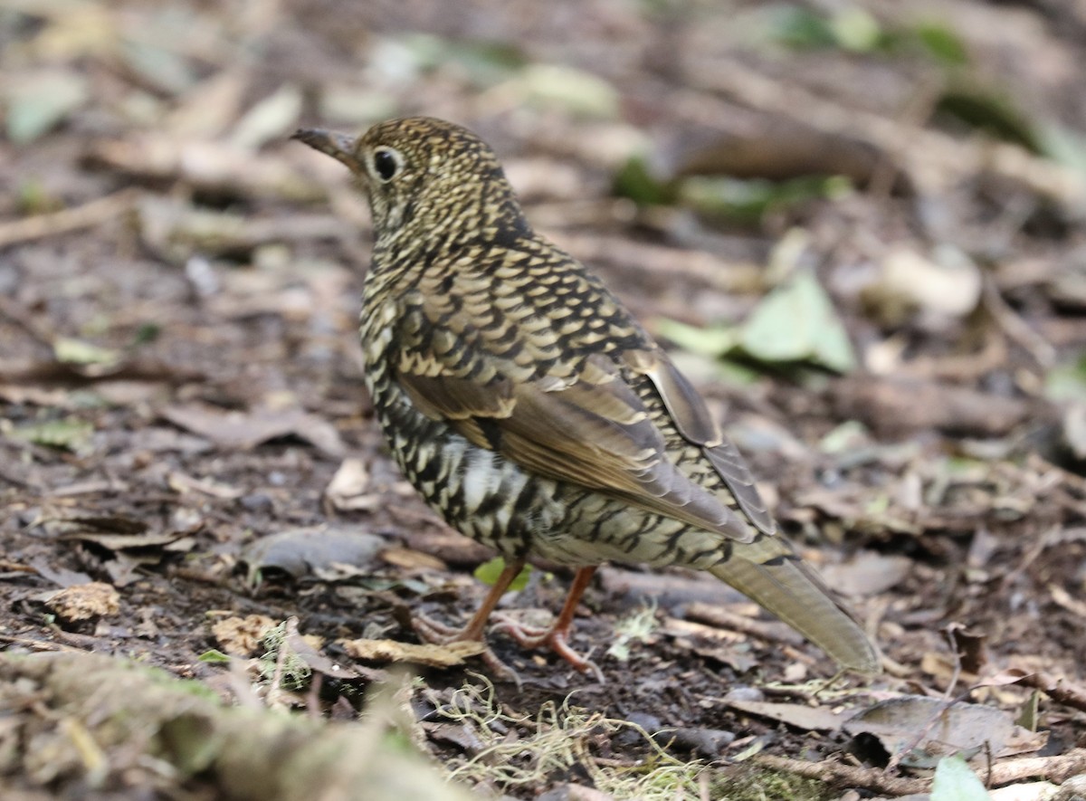 Bassian Thrush - ML640174556