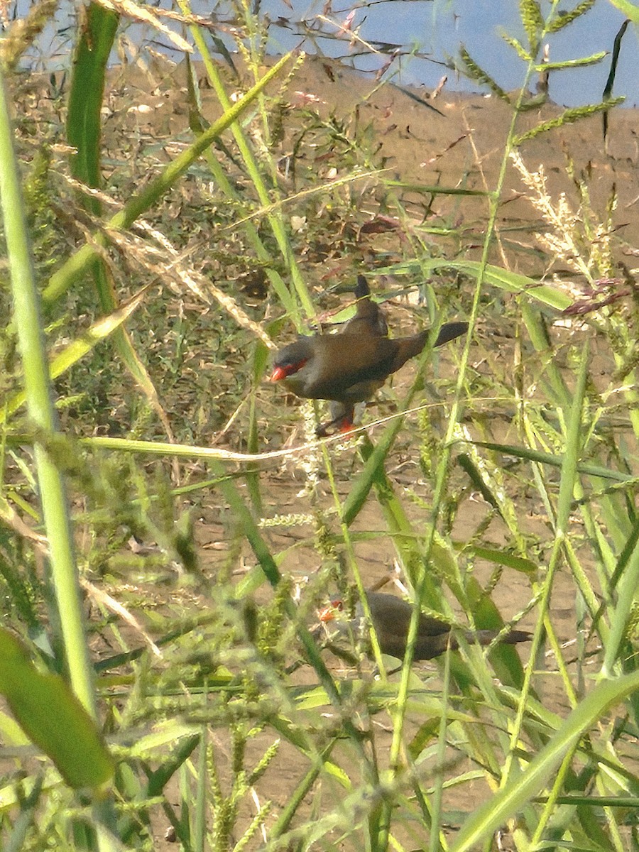 橫斑梅花雀 - ML640174585