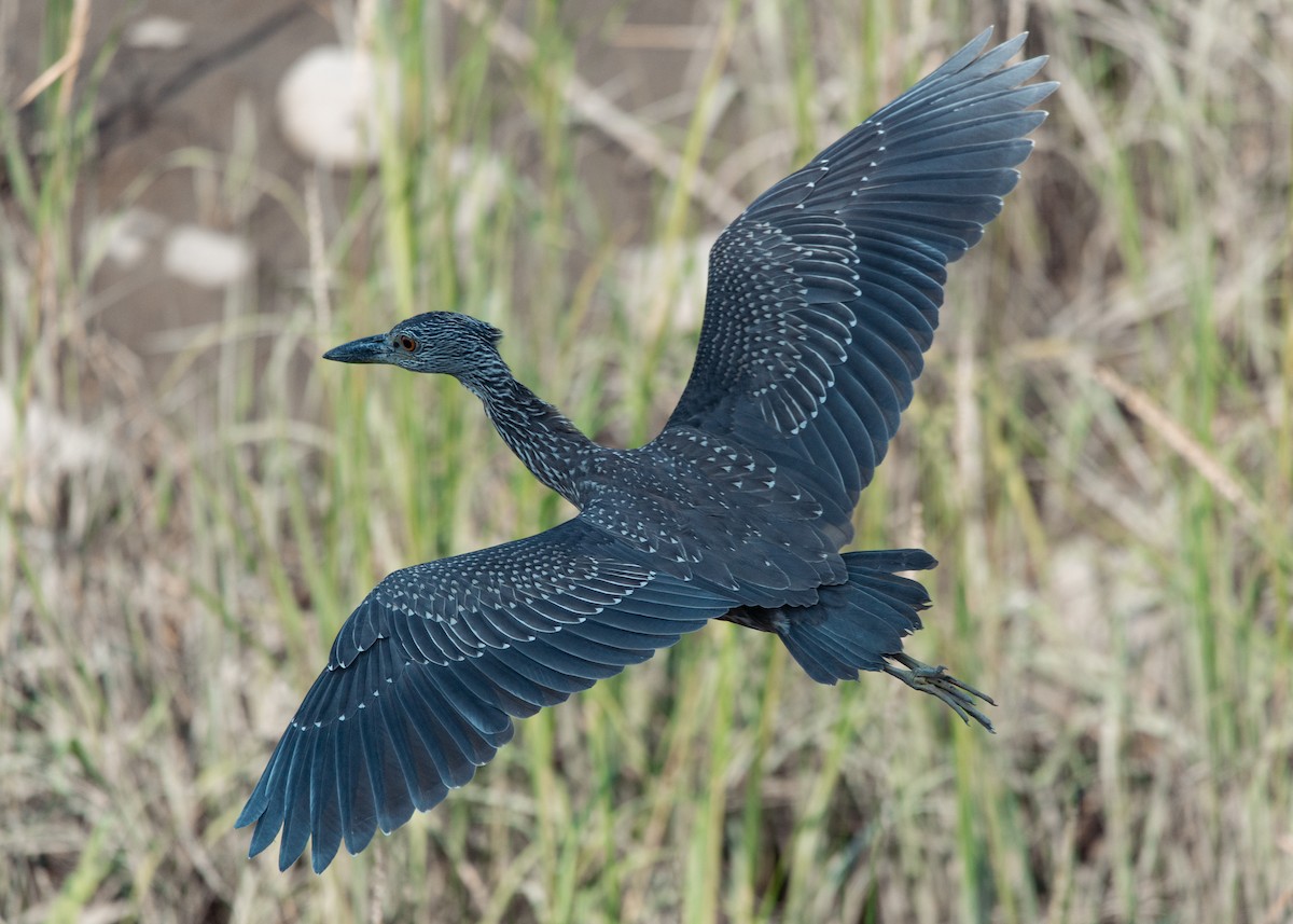 Yellow-crowned Night Heron - ML640174601