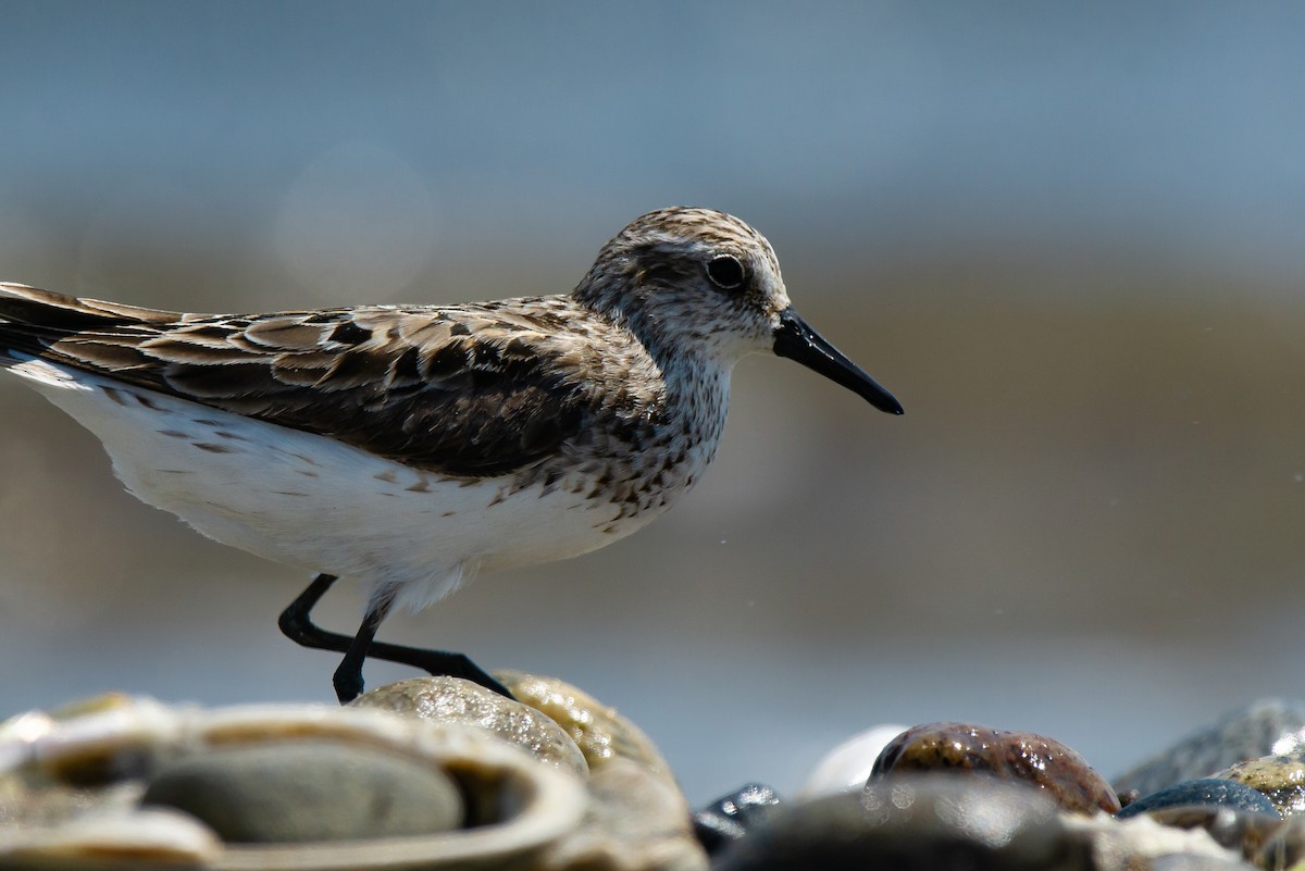 Semipalmated Sandpiper - ML640174602