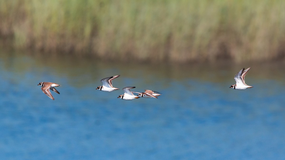 Semipalmated Plover - ML640174609