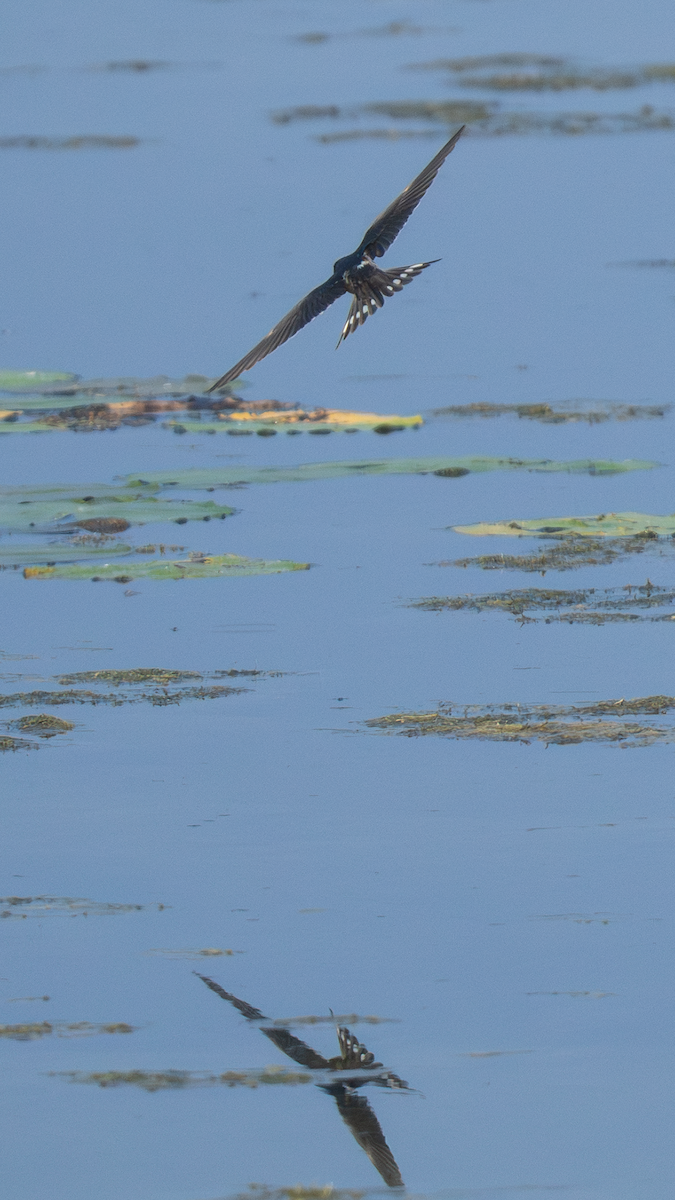 Barn Swallow - ML640174624