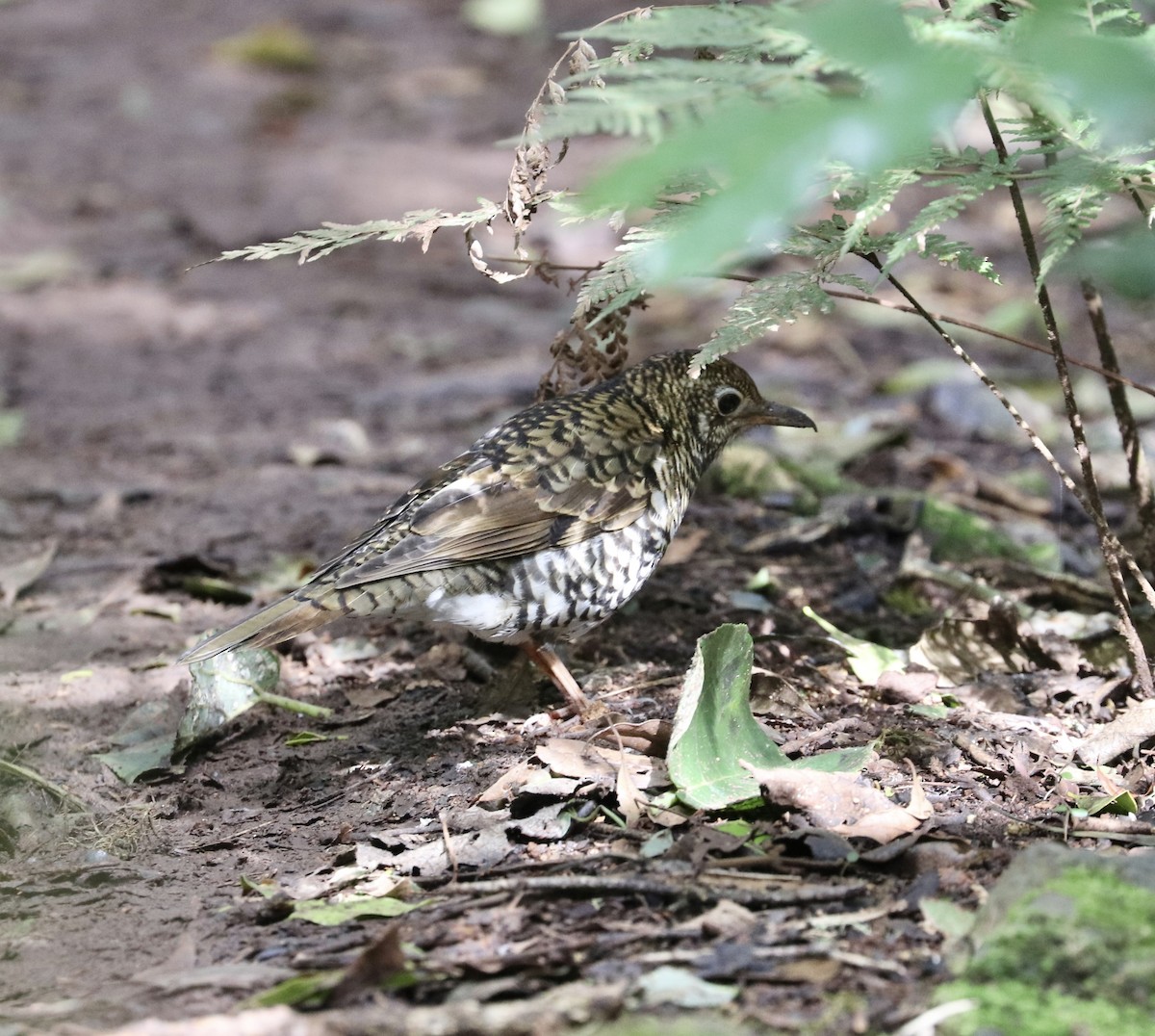 Bassian Thrush - ML640174625