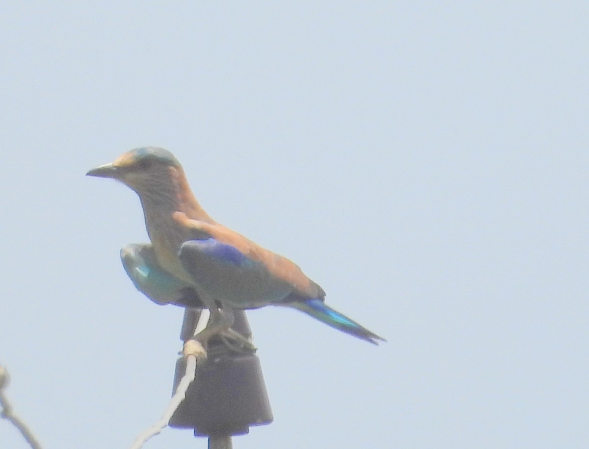 Indian Roller - ML640174632