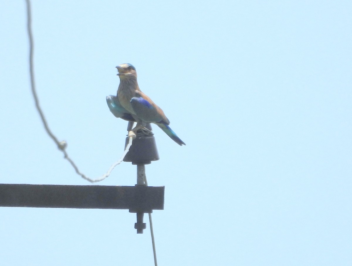 Indian Roller - ML640174633