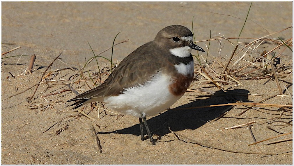 Double-banded Plover - ML640174635