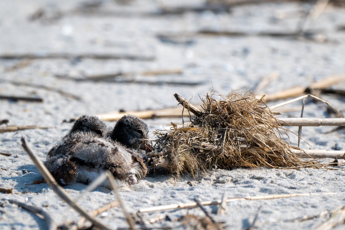 American Oystercatcher - ML640174638