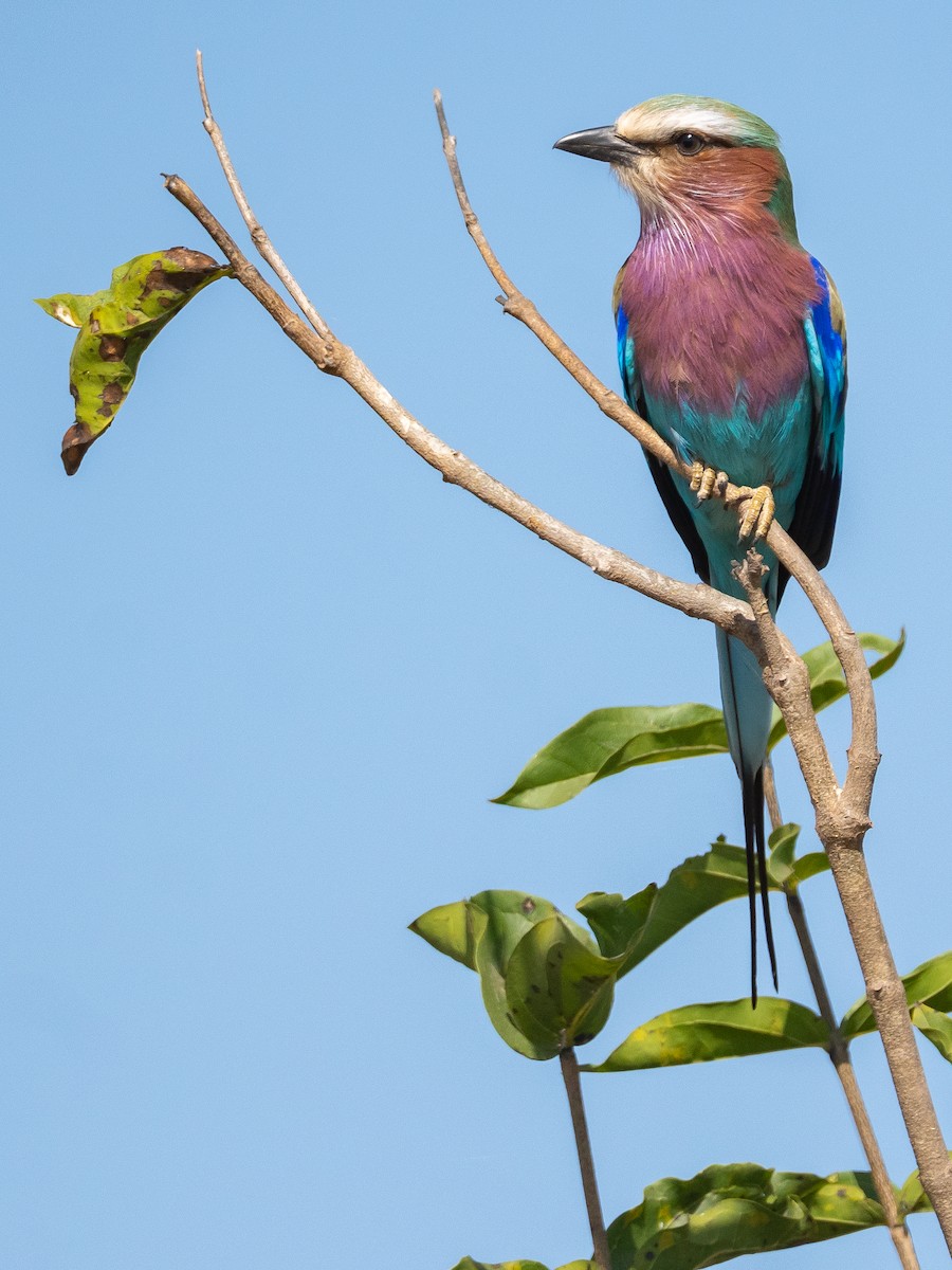 Lilac-breasted Roller - ML640174639