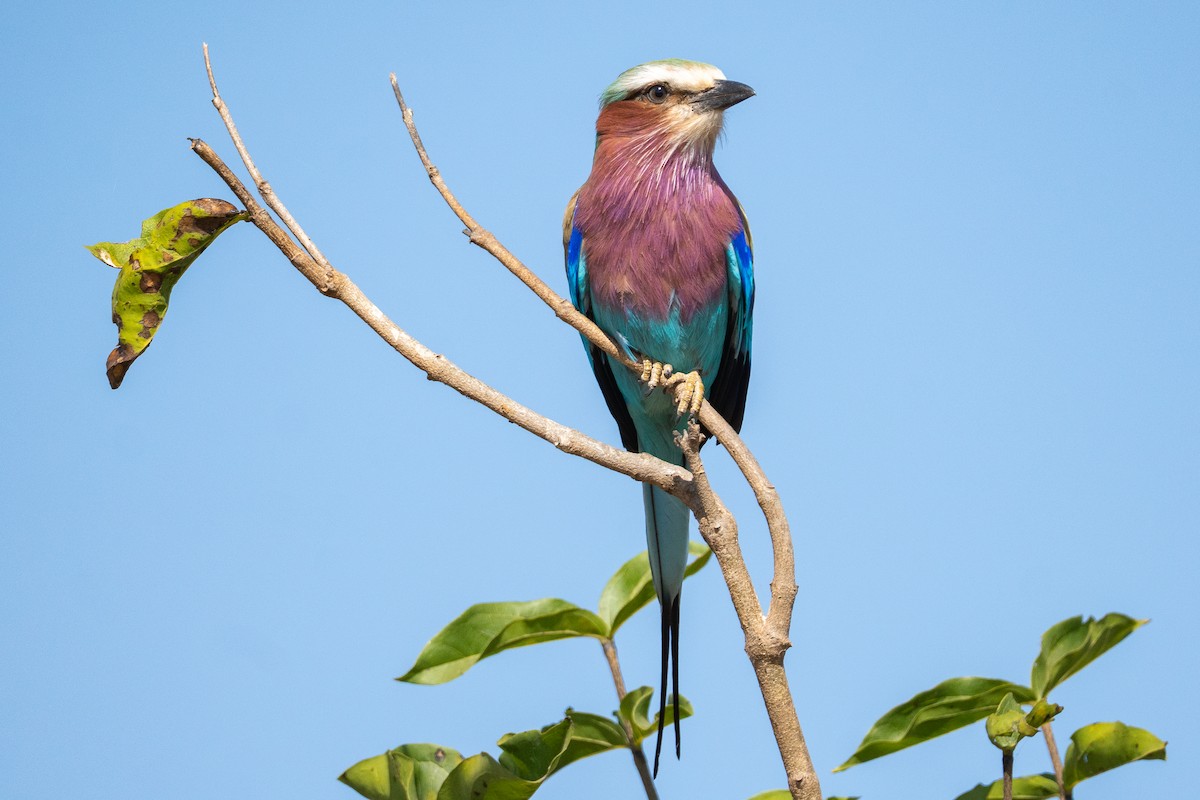Lilac-breasted Roller - ML640174640