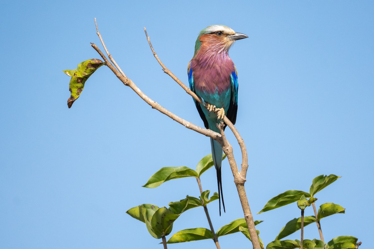 Lilac-breasted Roller - ML640174641
