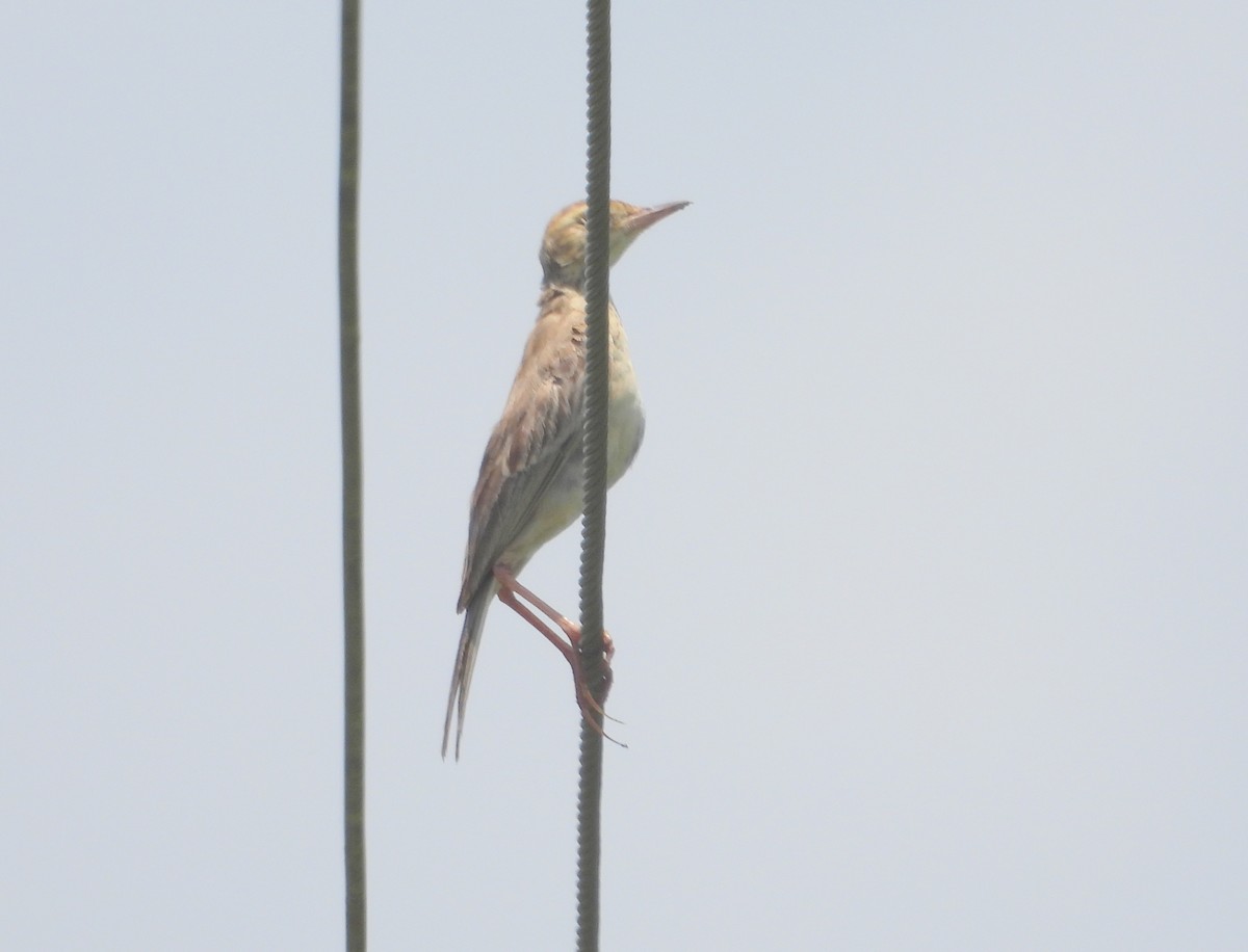 Paddyfield Pipit - ML640174642