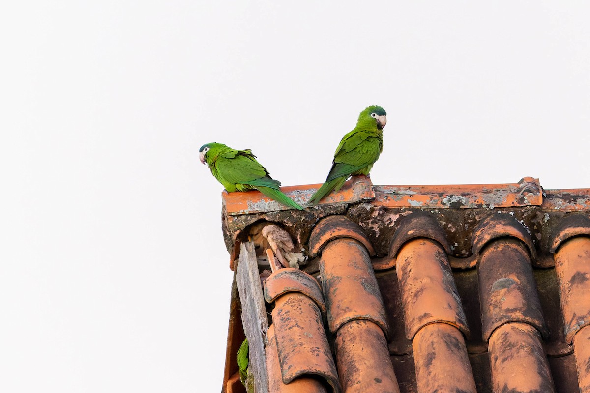 Red-shouldered Macaw - ML640174644