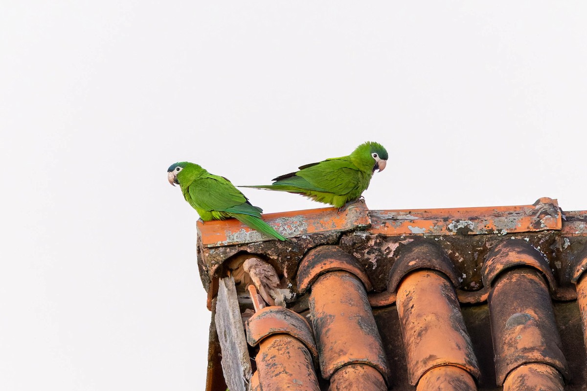 Red-shouldered Macaw - ML640174646