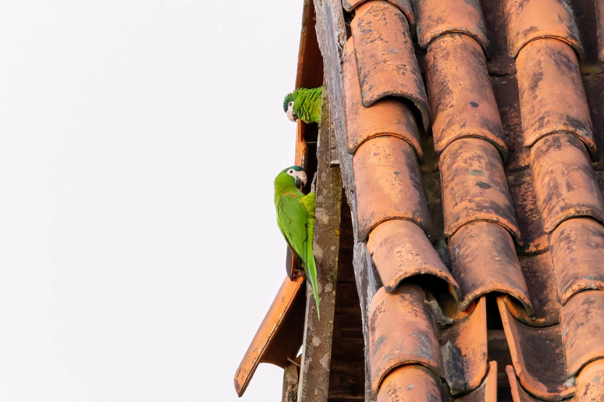 Red-shouldered Macaw - ML640174647