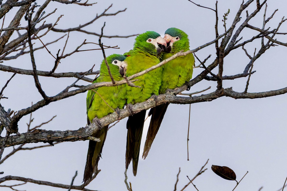 Red-shouldered Macaw - ML640174648