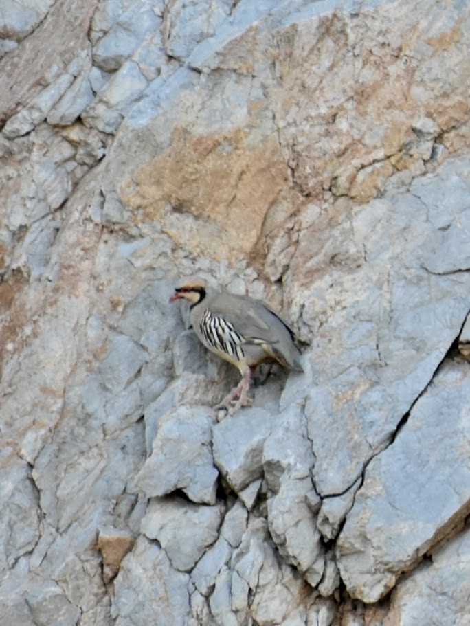 Chukar - ML640174661