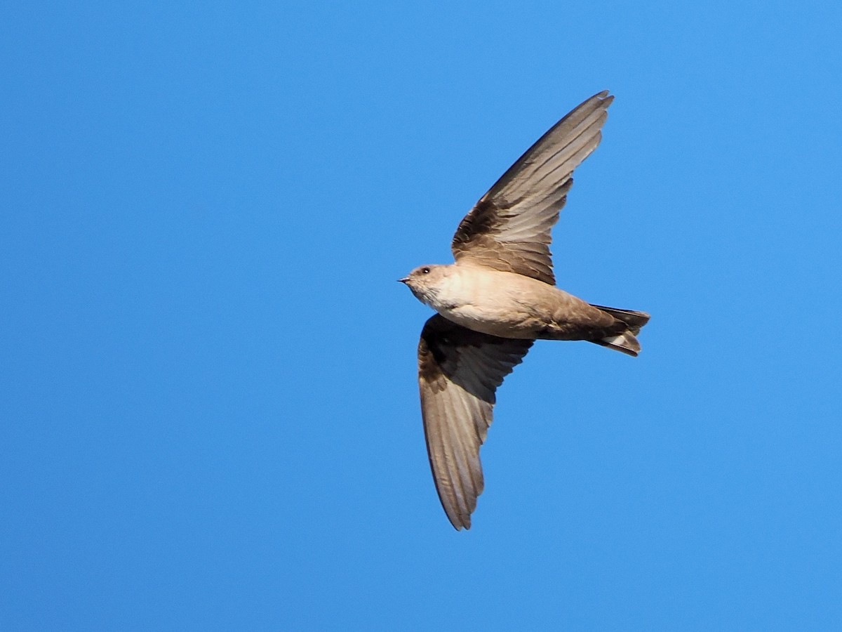 Eurasian Crag-Martin - ML640174672