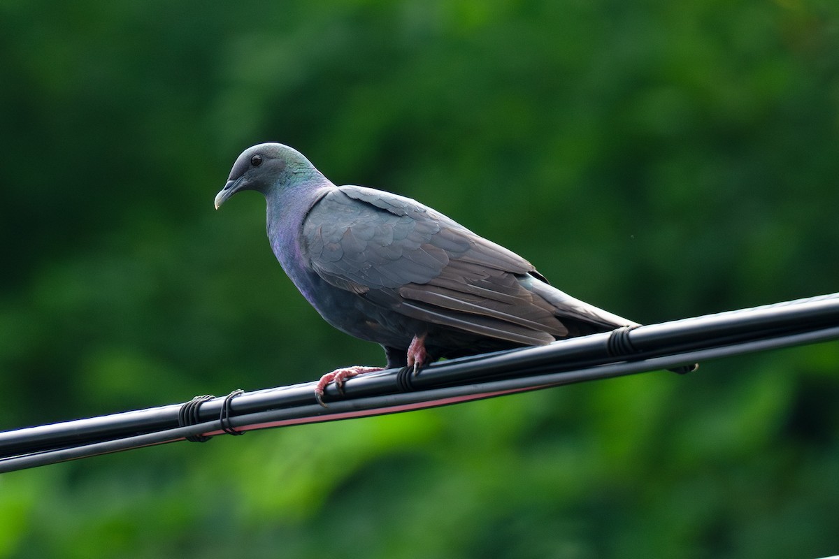 Black Wood-Pigeon - ML640174709
