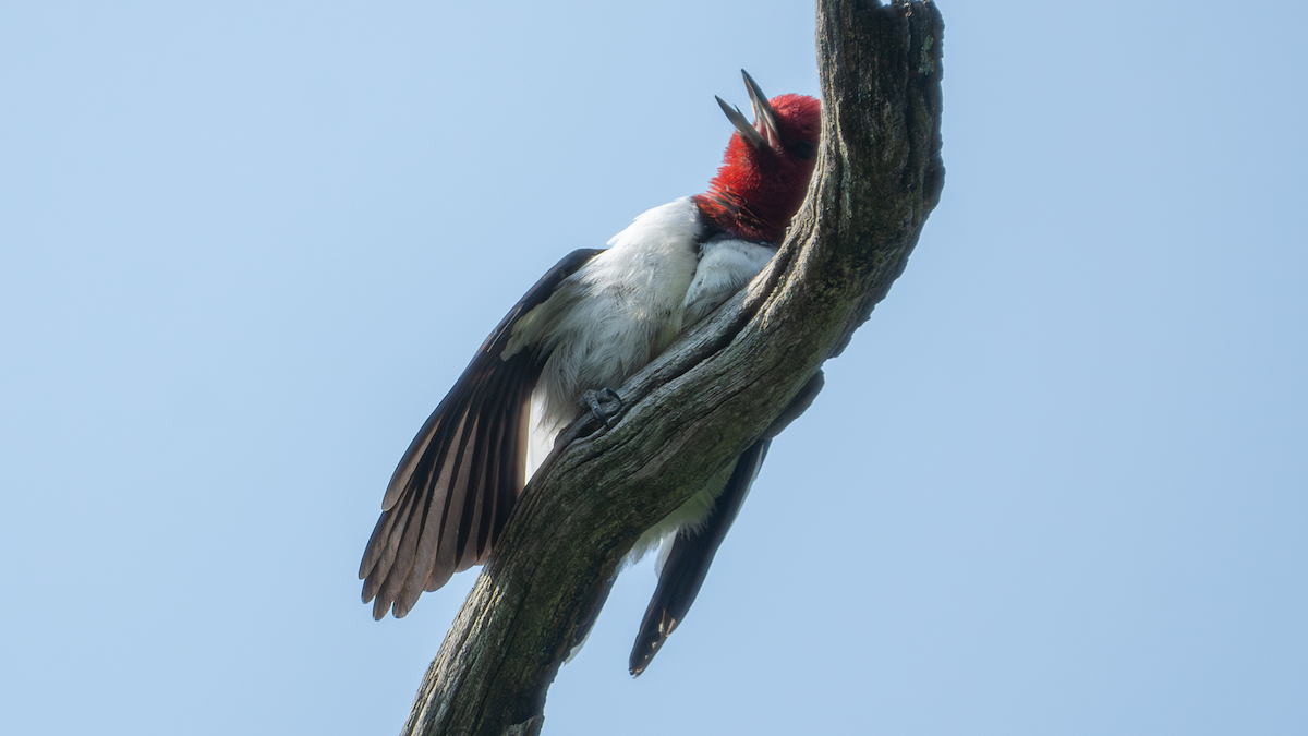 Red-headed Woodpecker - ML640174739