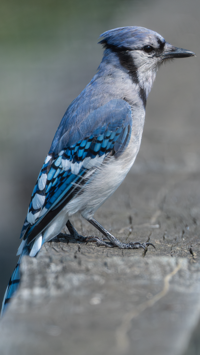 Blue Jay - ML640174771