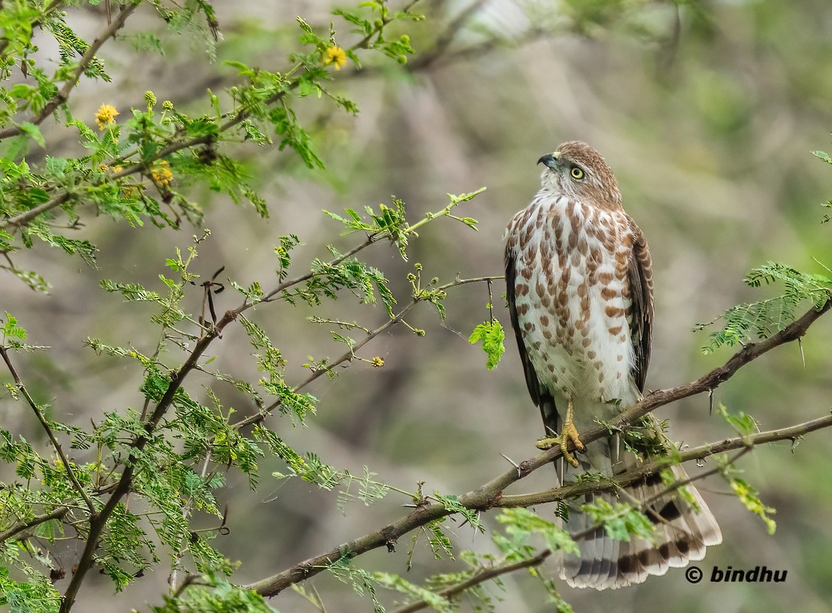 Shikra - ML640174777