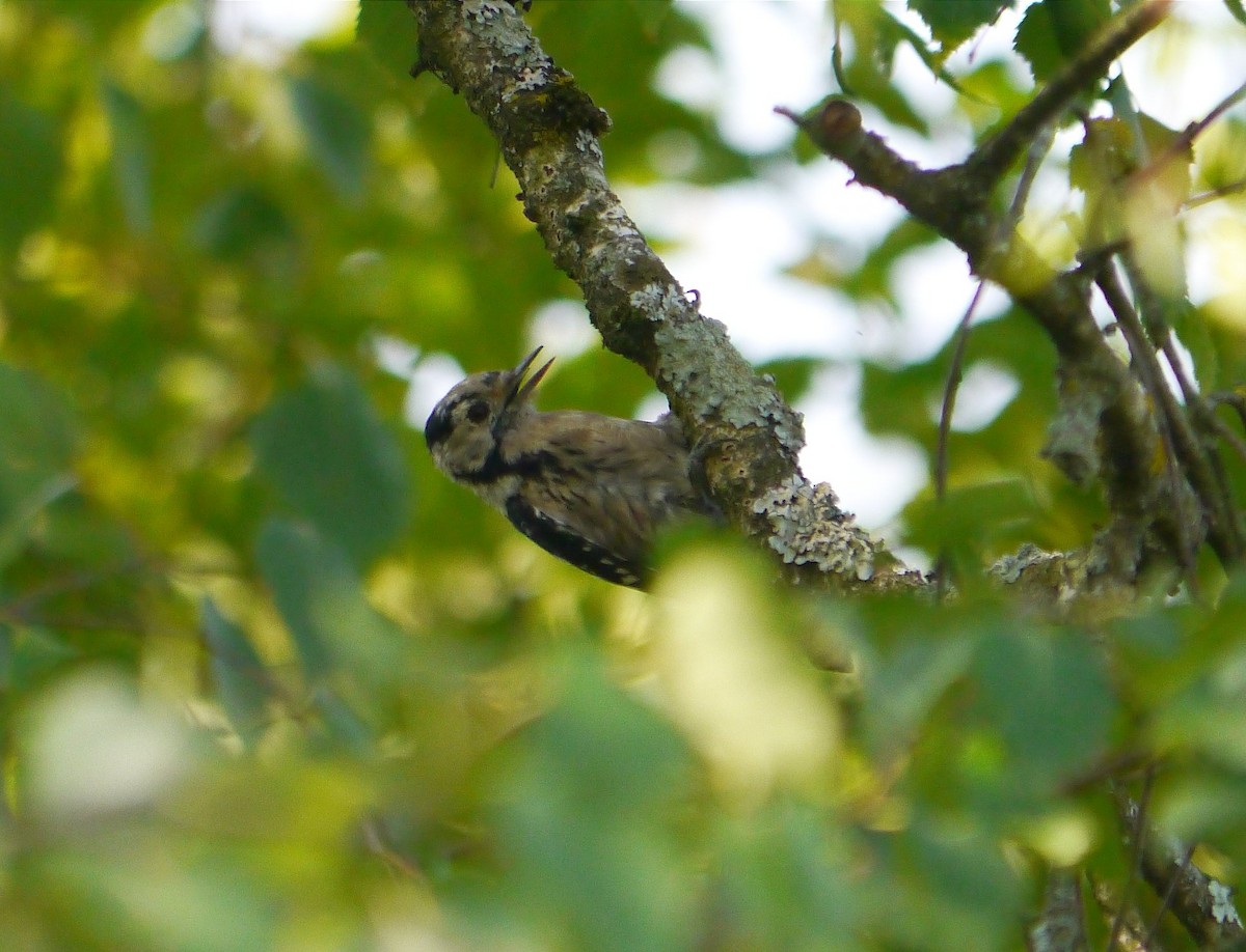 Lesser Spotted Woodpecker - ML640174806