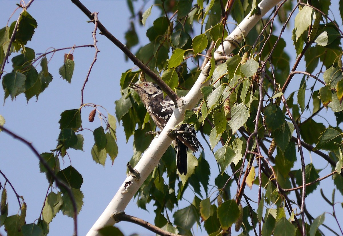 Lesser Spotted Woodpecker - ML640174807