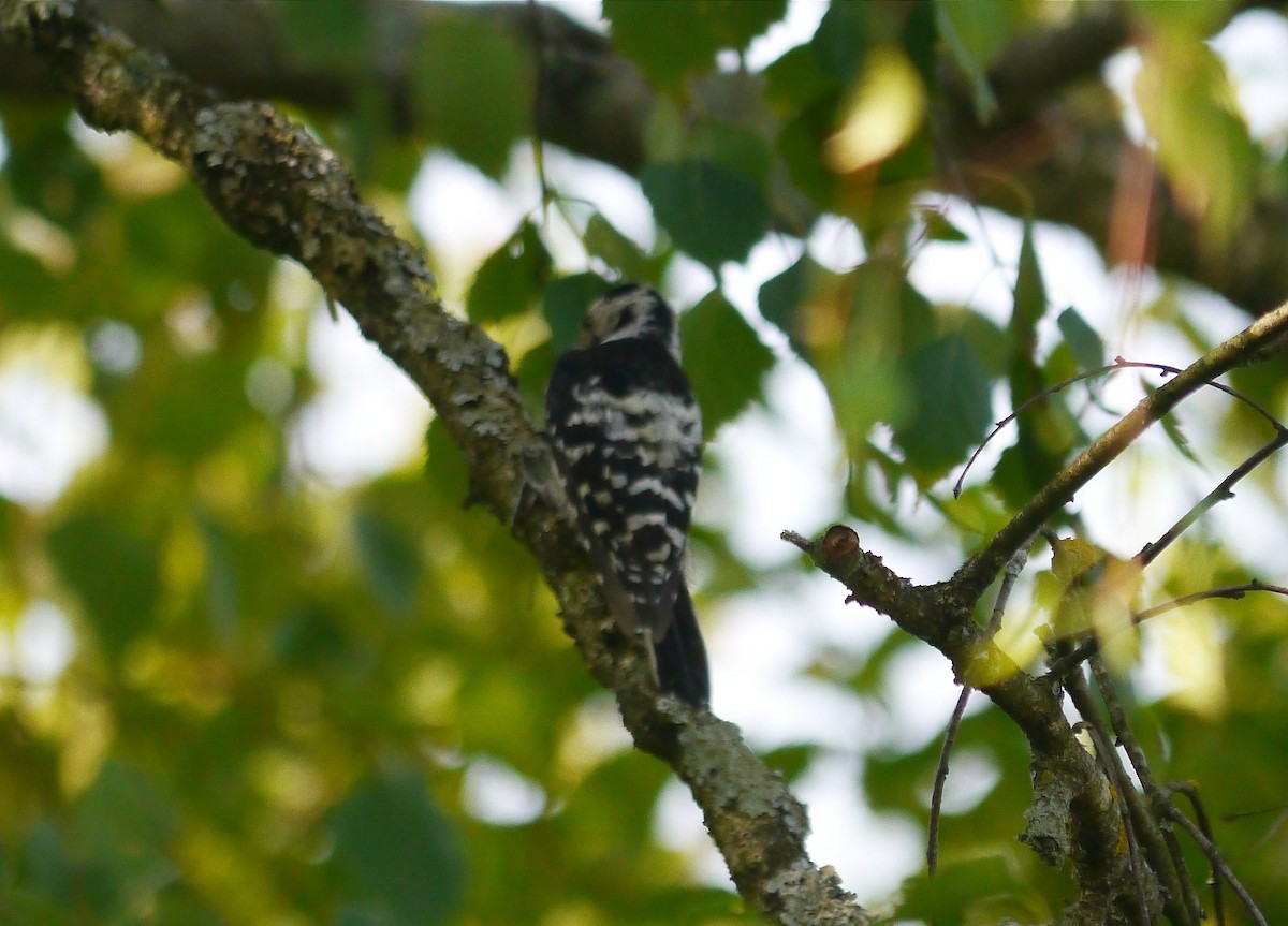 Lesser Spotted Woodpecker - ML640174808
