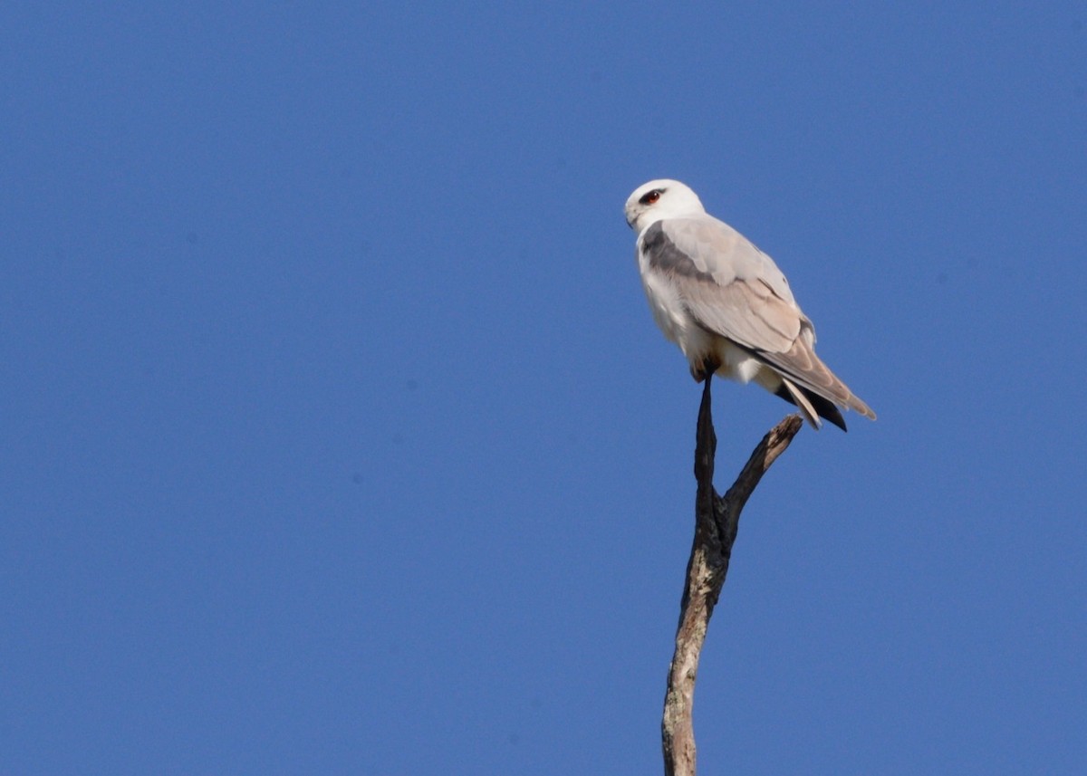 Black-shouldered Kite - ML640174809