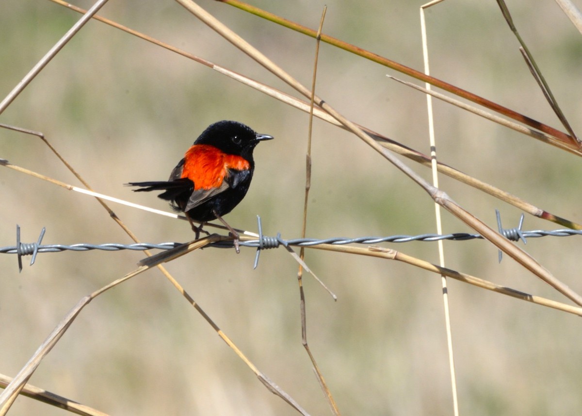 Red-backed Fairywren - ML640174817