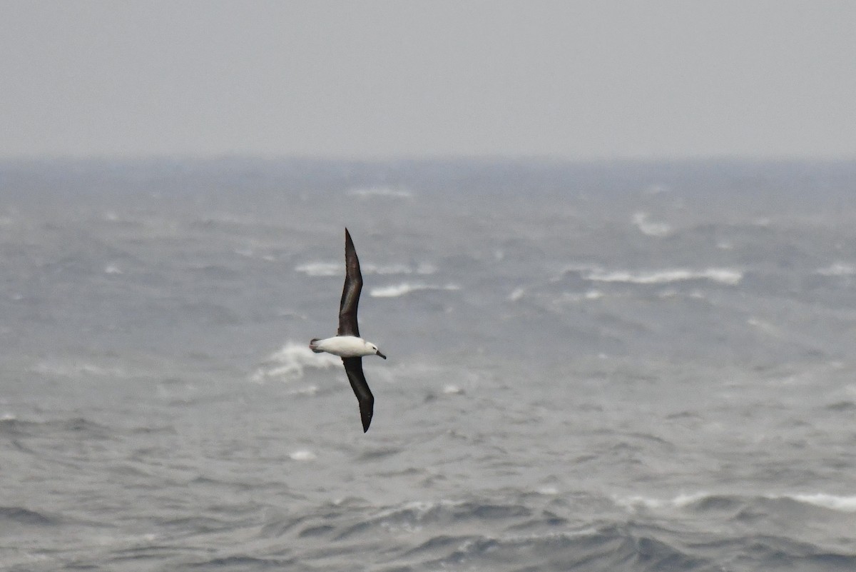 Boz Başlı Albatros - ML640174821