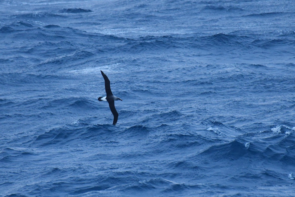 Boz Başlı Albatros - ML640174823