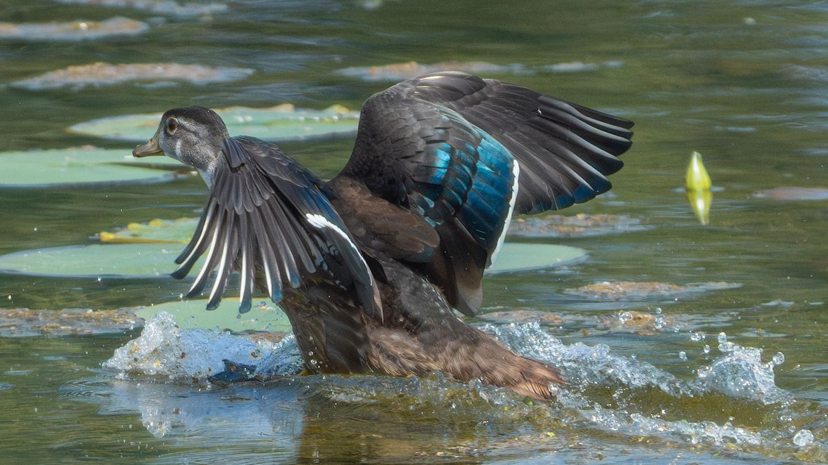 Wood Duck - ML640174846