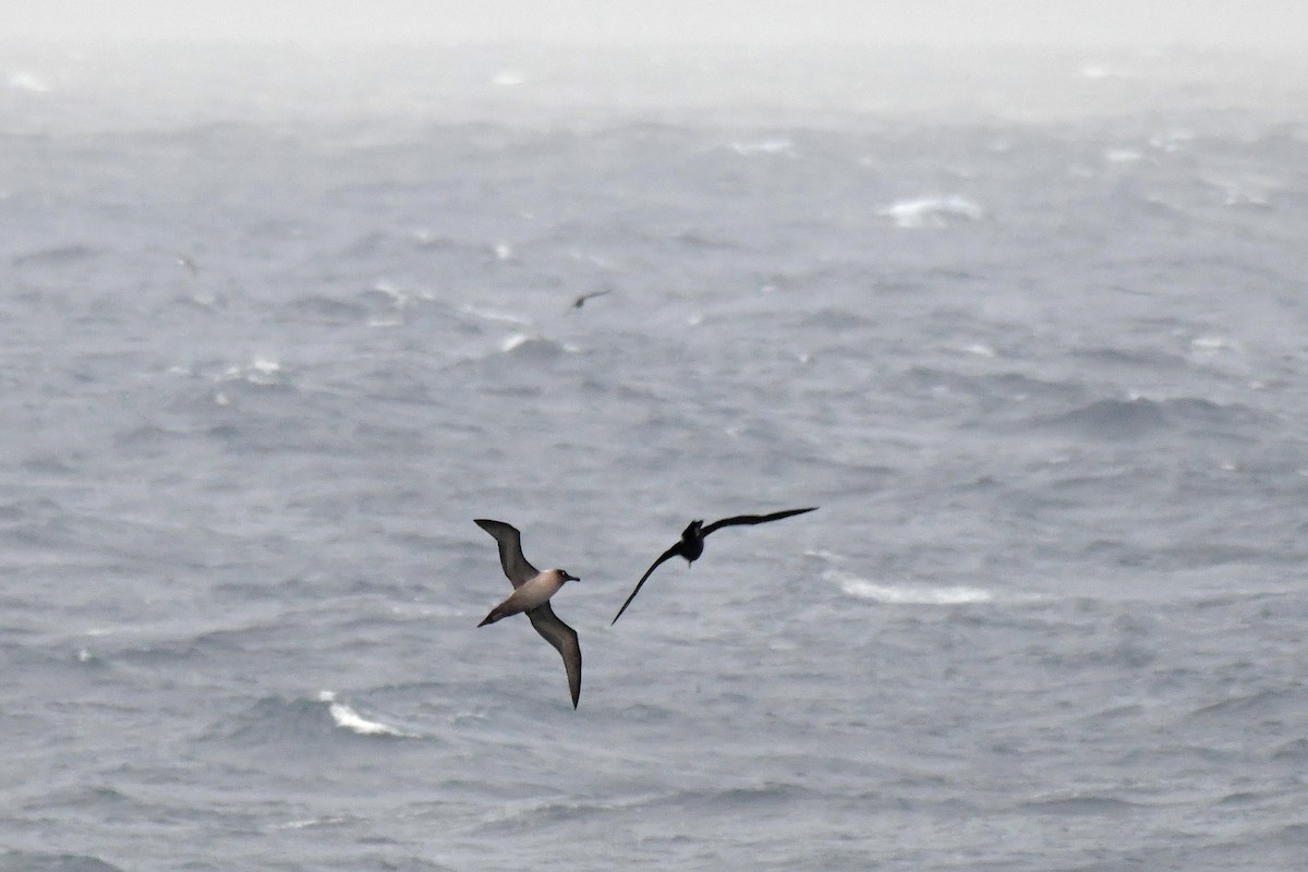 Light-mantled Albatross - ML640174855