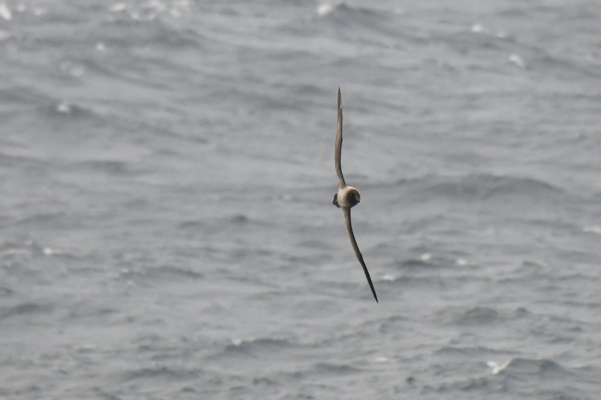 Light-mantled Albatross - ML640174856