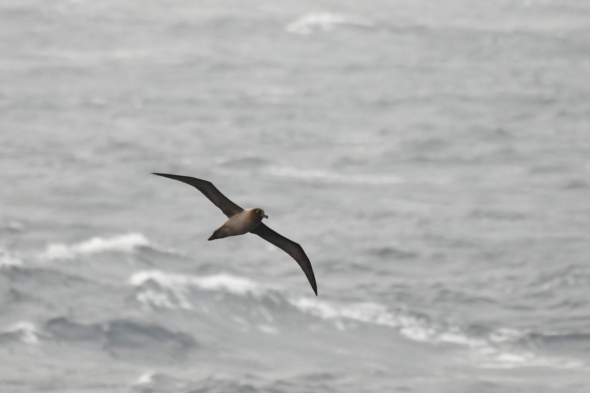 Light-mantled Albatross - ML640174857