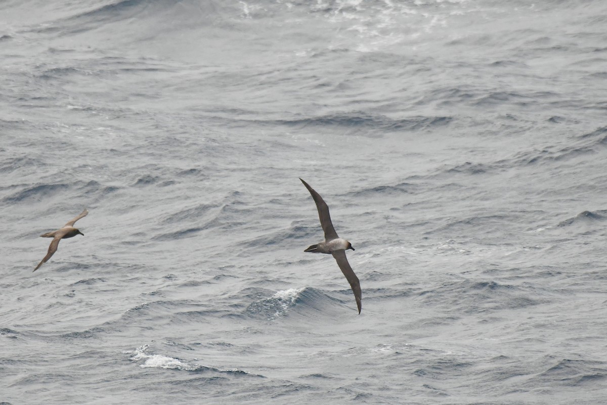 Light-mantled Albatross - ML640174858