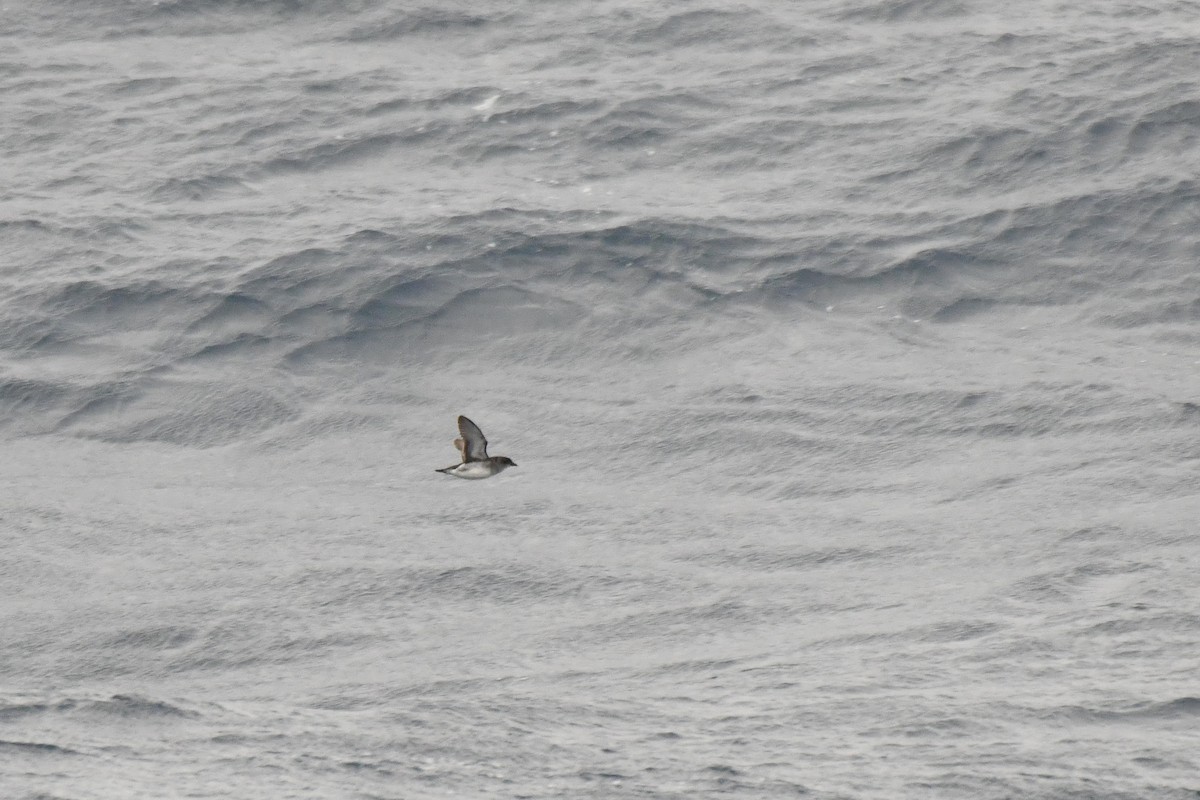 Common Diving-Petrel - ML640174905