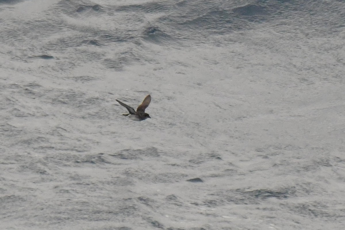Common Diving-Petrel - ML640174906