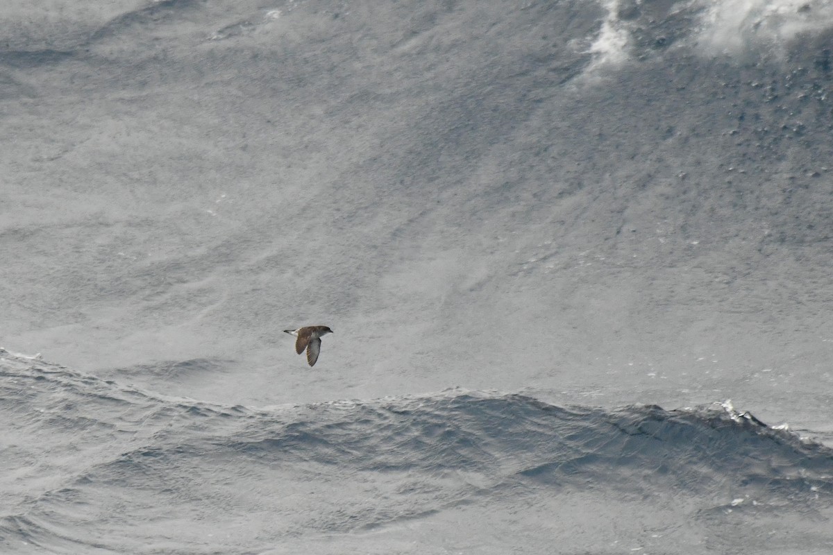 Common Diving-Petrel - ML640174907