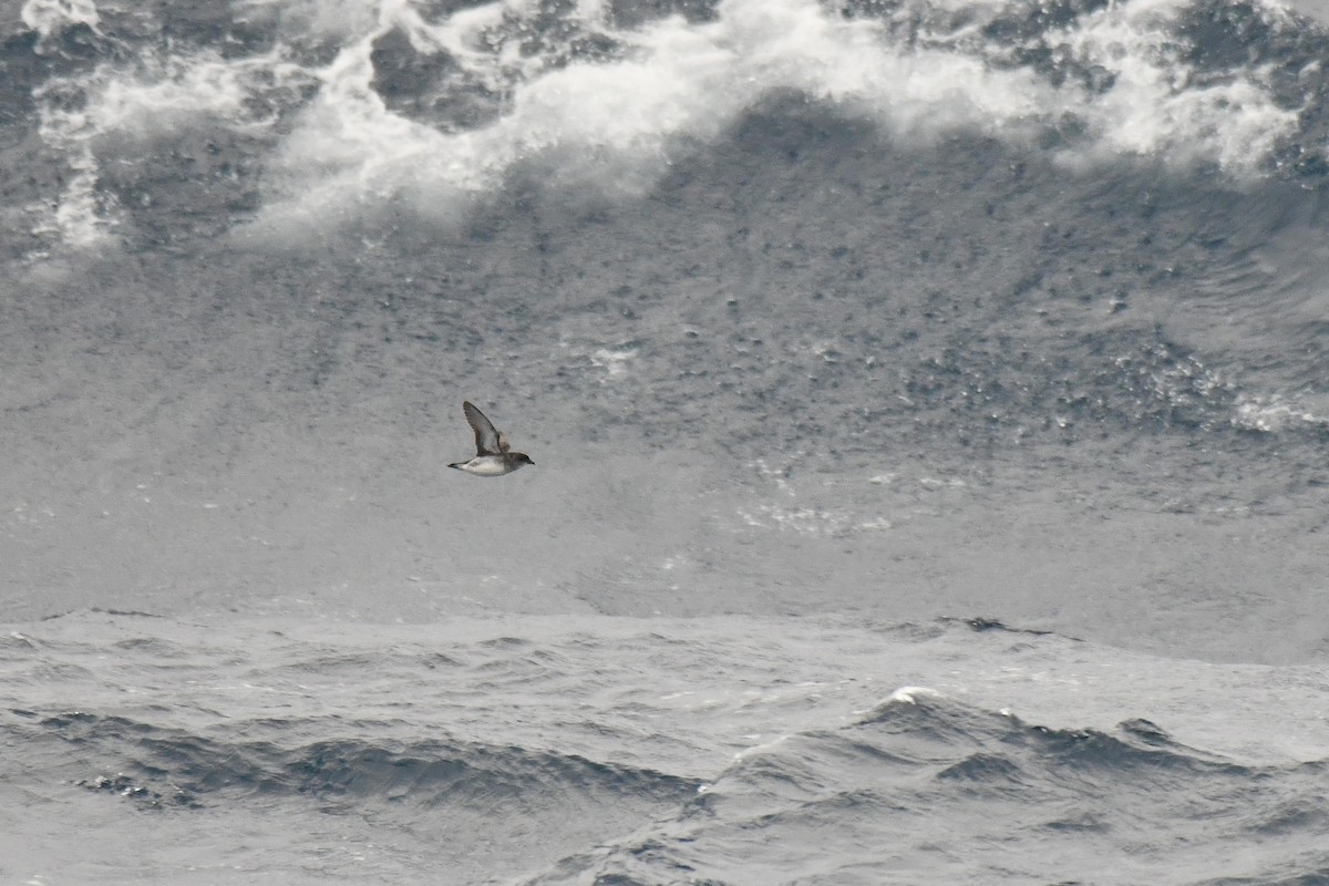 Common Diving-Petrel - ML640174908