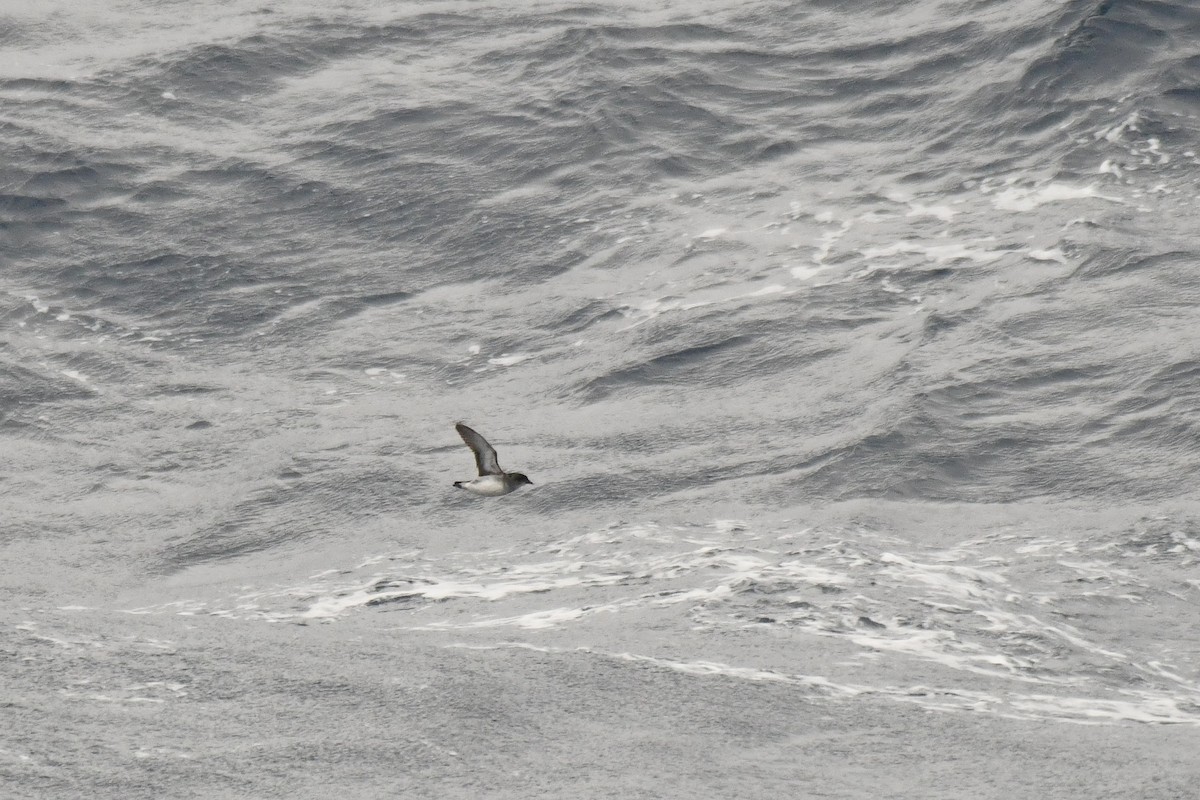 Common Diving-Petrel - ML640174910