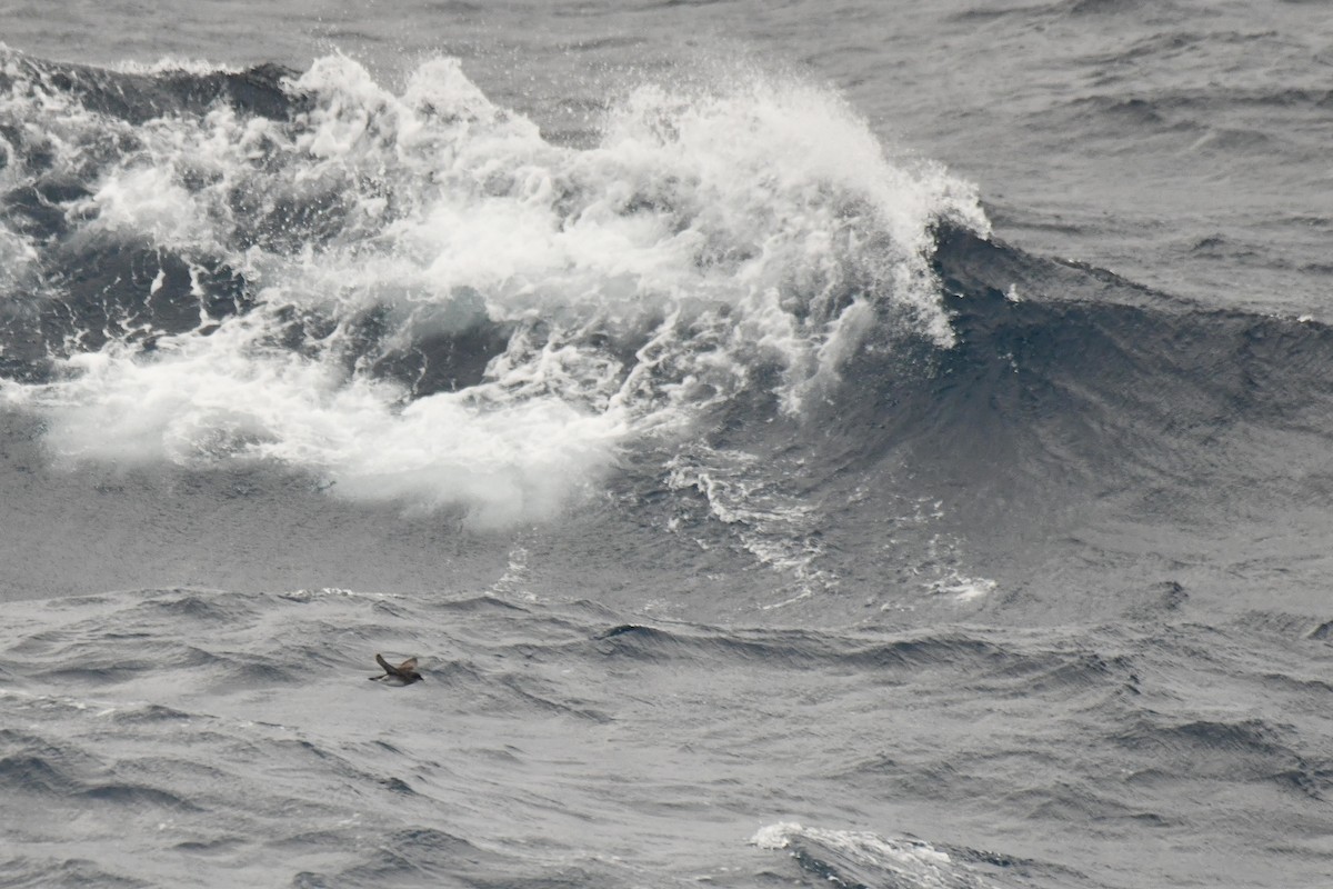 Common Diving-Petrel - ML640174911