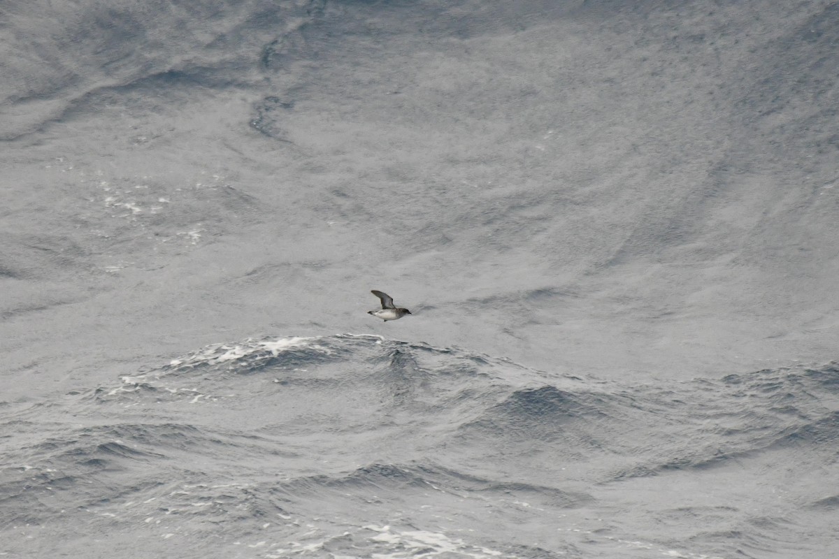 Common Diving-Petrel - ML640174912